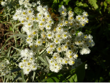 �������� ��������� 30�