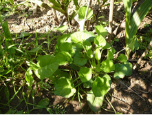 ������ ������