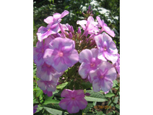 ���� �����