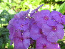 ����� ����