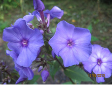 Blauer Morgen ���  ��� ������� ��� Blue Moon-��� ��� �������