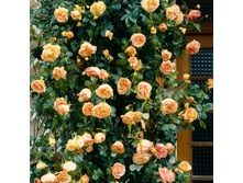 Papi Delbard 11,39 ����� 100�� -33,30