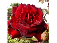 Madame_ Delbard 9,26