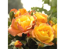 Soleil Du Monde 9,26jpg