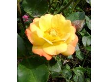 ���� �����.JPG