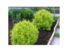 ���� ����� �� �������