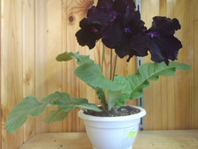 DS-������ �����.jpg