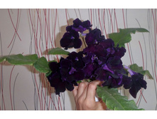 DS-������-����� 3.jpg