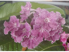 Snowkisst Strauberry Fizz 1.jpg