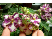 ������ ����.jpg