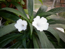 ������� �����