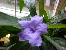 ������� �����