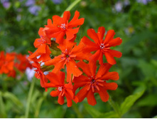 ������ ����������� �����(�������)