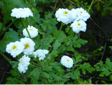 �������� �������,����������,���������� 30�