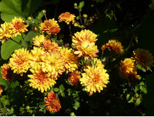 ���������� �����. 50�