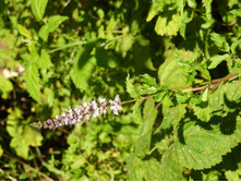 ���� ��������