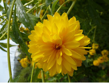 ������� ����-����� ������� 20�.