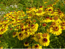 �������� ��35-50