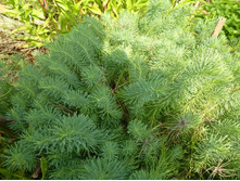 ������� �����������