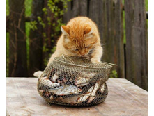 ��� �� ������� �� �������?