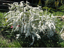 ������ ����� ....