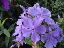 ����� ���������