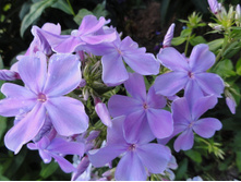 ����� ���������