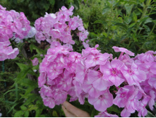 ��� ������  ���� ....