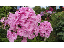 ��� ������  ���� ....