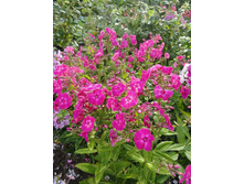 ����� ��������� �������