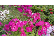 ����� ��������� �������