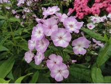 ���� ����