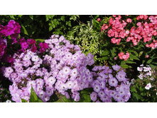 ���� ����