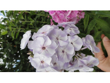 �����  ������ ������....