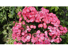 �����  ������� ����