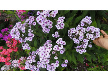 ����� ���� ����� ���.J