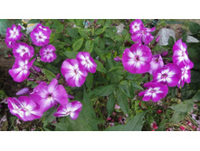 ����� �����