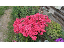 ���� ����� �������