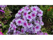 ����� �������