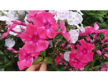 ����� ����� ���������....