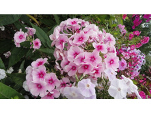 ����� �������