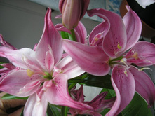 ����� ����� �������