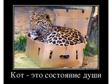 kot-eto-sostoyanie-dushi.jpg