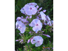 ������ �������� 