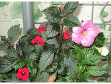 ��������