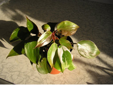 ����������� Strawberry Shake