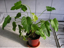 ������� ���� ...