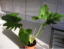 ������� ...