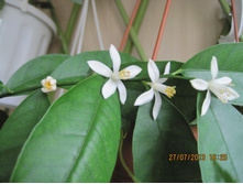 ����� ������