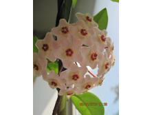 ���� Carnosa